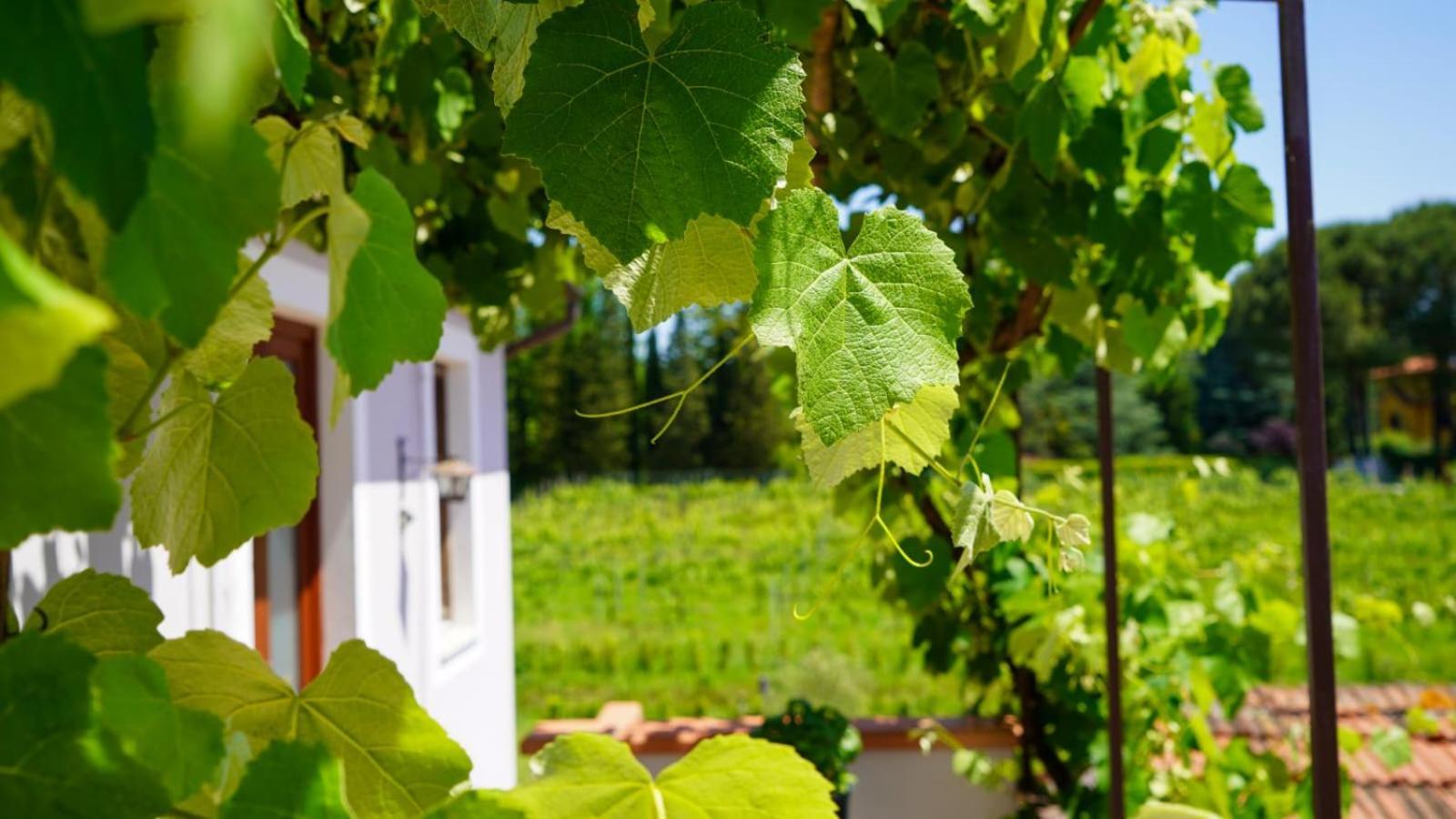 Wine House Bed & Breakfast คาปานโนริ ภายนอก รูปภาพ