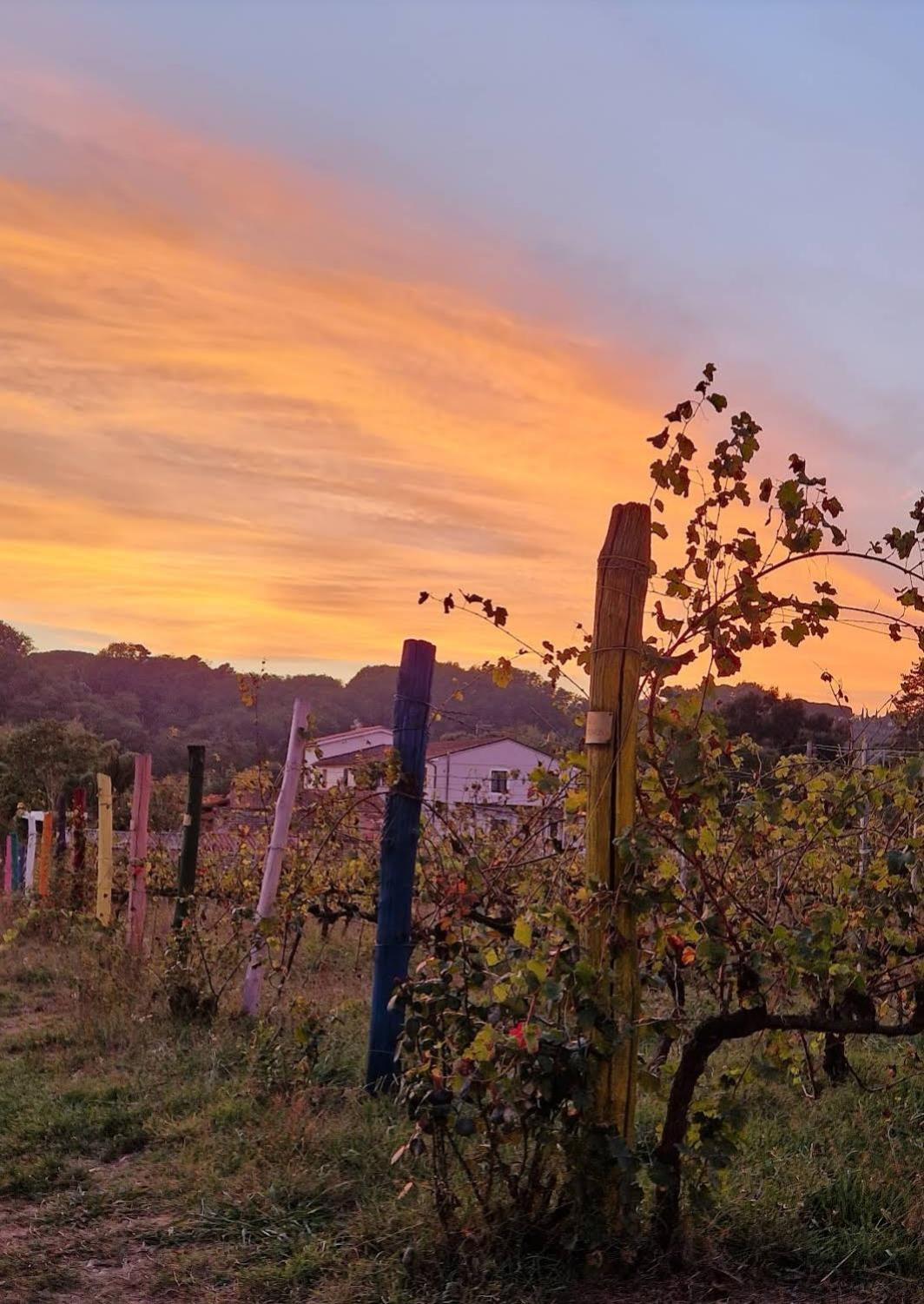 Wine House Bed & Breakfast คาปานโนริ ภายนอก รูปภาพ